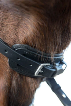 Horze Laelia Kandarenzaum 9 Horze Laelia Kandarenzaum -Cavallo Verkäufe 10001 BL 05