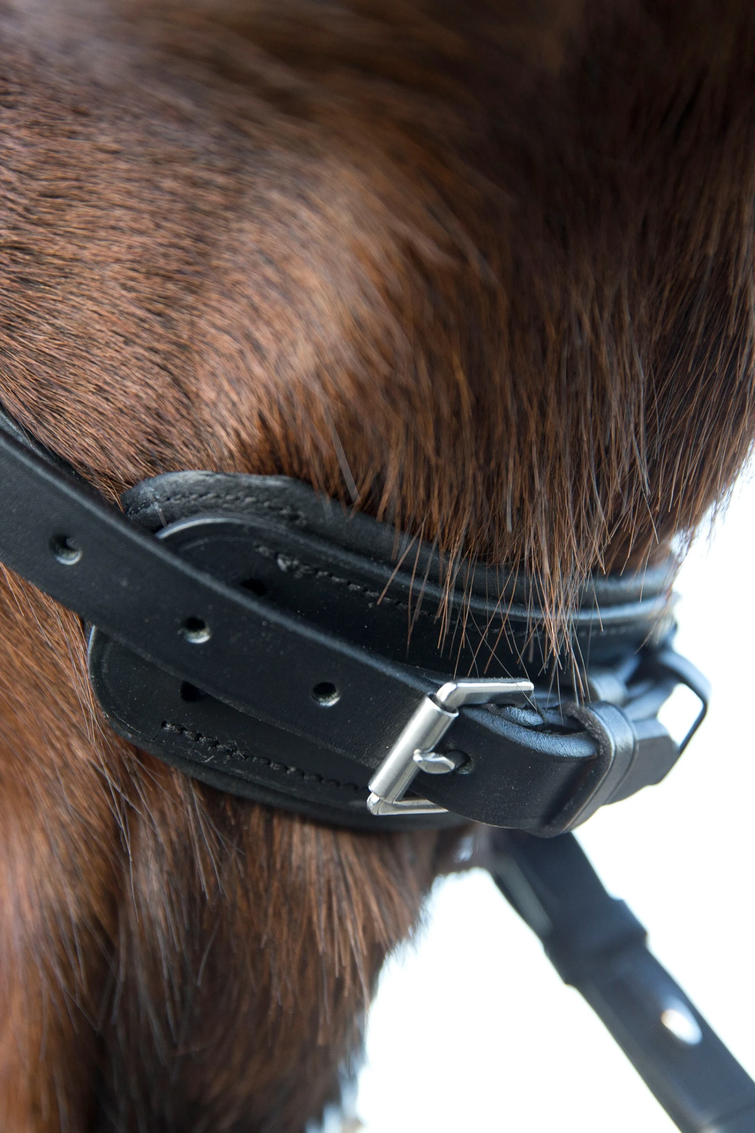 Horze Laelia Kandarenzaum 5 Horze Laelia Kandarenzaum – Bild 5