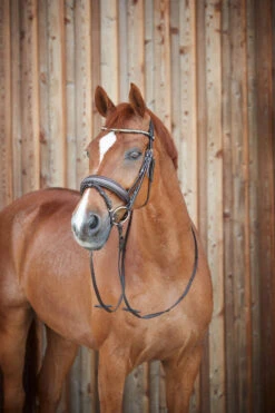 Horze Lester Trense 15 Horze Lester Trense -Cavallo Verkäufe 10019 BR 4