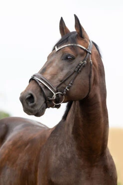 Horze Grayson Anatomische Trense -Cavallo Verkäufe 10084 DBR 1