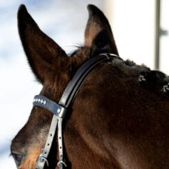 Horze Bergen Remont Trense 13 Horze Bergen Remont Trense -Cavallo Verkäufe 10109 BR 5