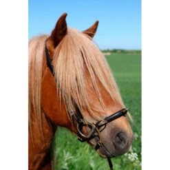 Karlslund Gebissloser Zaum Mit Bügel -Cavallo Verkäufe 10144 BL BRS 3