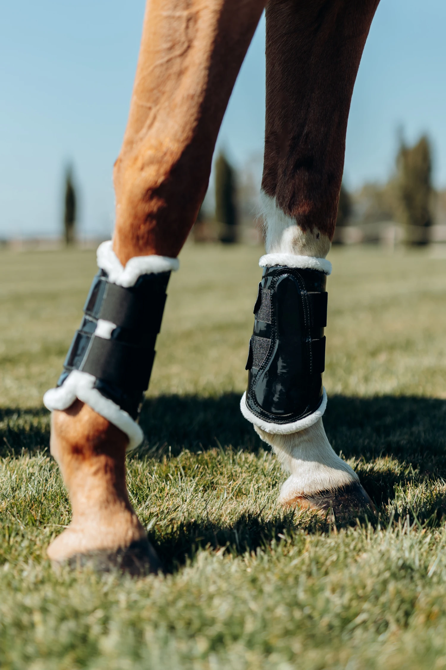 Horze Glänzende Gamaschen 6 Horze Glänzende Gamaschen – Bild 6