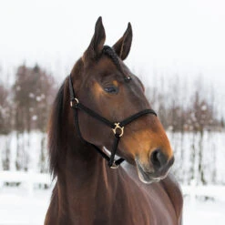 Finntack Yankee Nylon-Halfter, 20mm -Cavallo Verkäufe 22121 BL 1