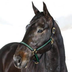 Finntack Yankee Nylon-Halfter, 20mm -Cavallo Verkäufe 22121 BL DGR 1