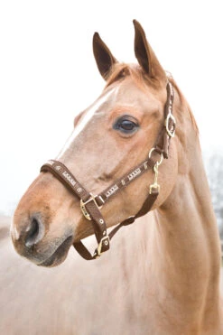 Horze Hamptons Halfter 12 Horze Hamptons Halfter -Cavallo Verkäufe 22243 734 01