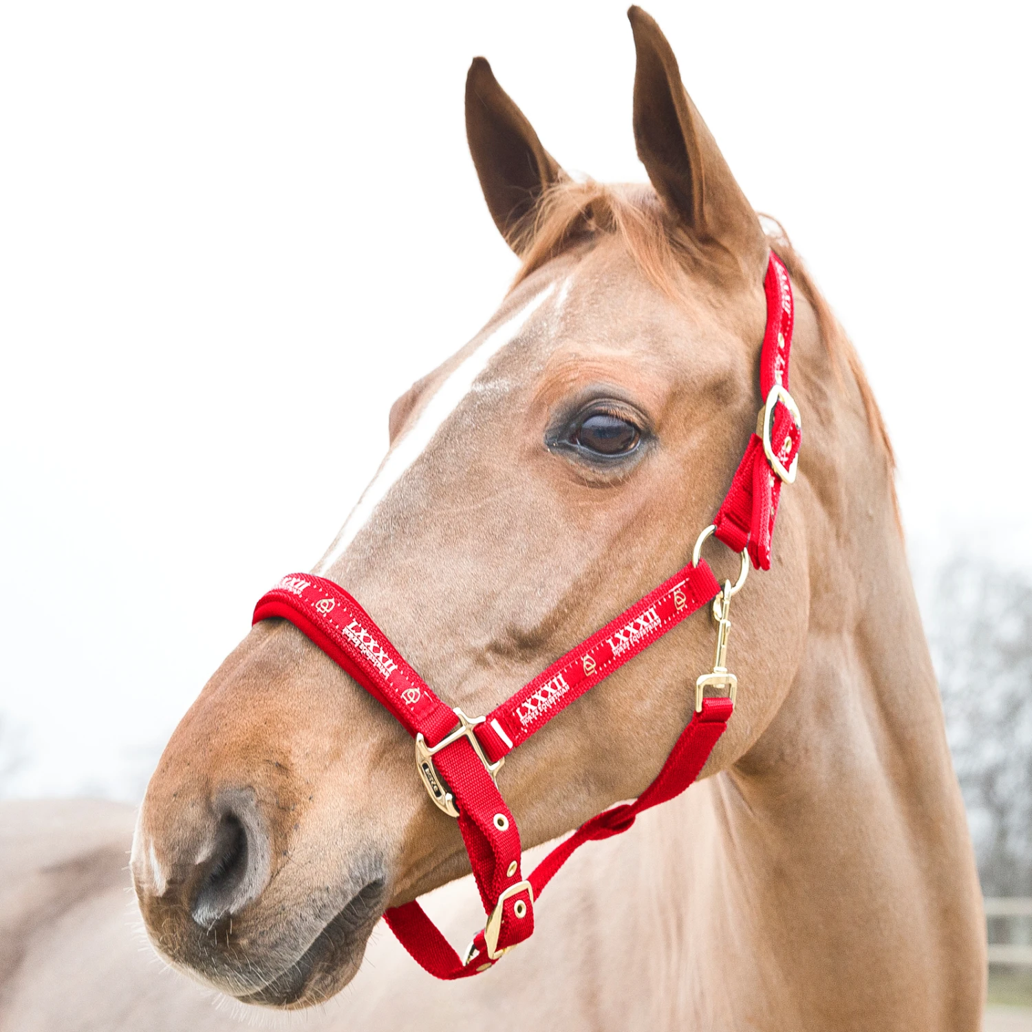 Horze Hamptons Halfter 10 Horze Hamptons Halfter – Bild 10