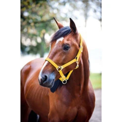 Nylon-Halfter, Gepolstert -Cavallo Verkäufe 22260 YE 1