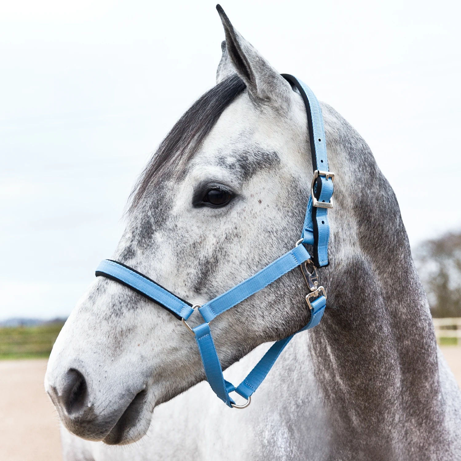 Horze Supreme Halfter Mit Polsterung 6 Horze Supreme Halfter Mit Polsterung – Bild 6