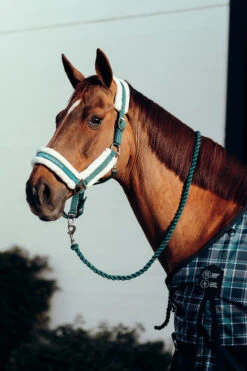 Horze Stanford Halfter Mit Kunstfellfutter -Cavallo Verkäufe 22279 STGR 2