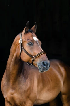 Horze Louis Lederhalfter 7 Horze Louis Lederhalfter -Cavallo Verkäufe 22291 br 02