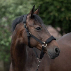 Horze Graz Halfter -Cavallo Verkäufe 22299 BL 4