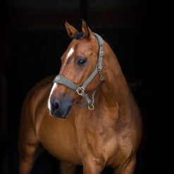 Horze Graz Halfter -Cavallo Verkäufe 22299 CRDG 2