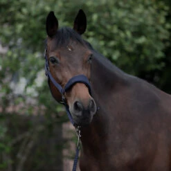 Horze Graz Halfter -Cavallo Verkäufe 22299 PDB 4