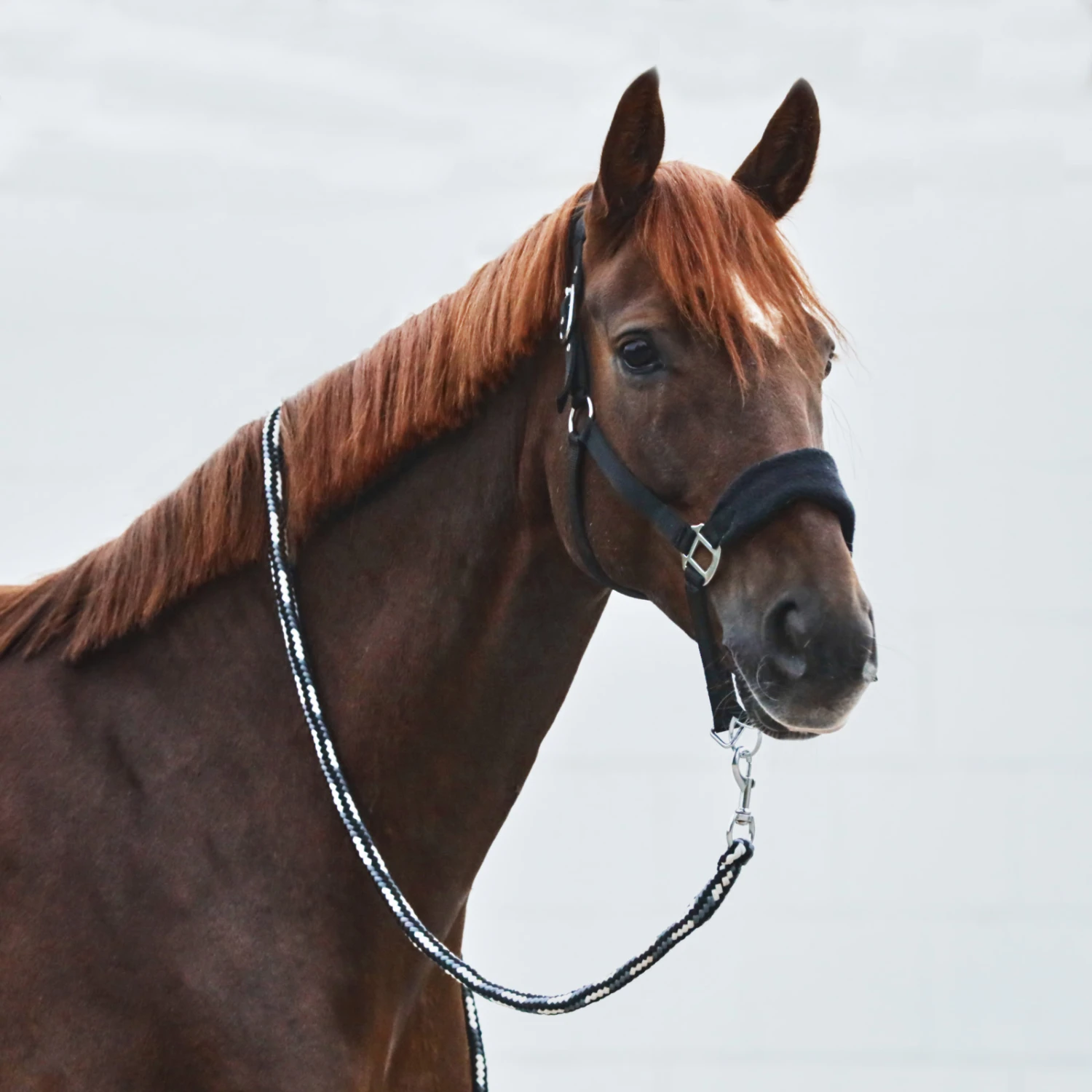 Horze Kiel Halfter Mit Fleece 2 Horze Kiel Halfter Mit Fleece – Bild 2