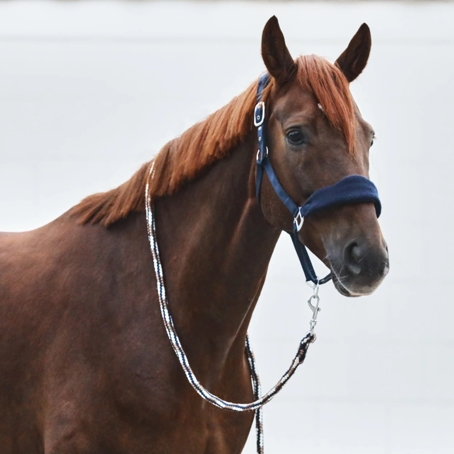 Horze Kiel Halfter Mit Fleece 14 Horze Kiel Halfter Mit Fleece – Bild 14