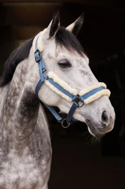Horze Marquess Halfter Mit Kunstfellfutter 13 Horze Marquess Halfter Mit Kunstfellfutter -Cavallo Verkäufe 22314 AGNB 3