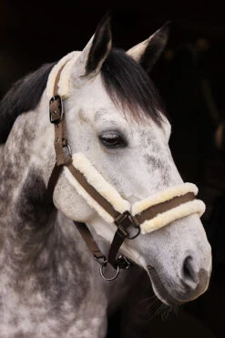 Horze Marquess Halfter Mit Kunstfellfutter 18 Horze Marquess Halfter Mit Kunstfellfutter -Cavallo Verkäufe 22314 WBR 2