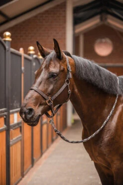 Horze Sudbury Haflter -Cavallo Verkäufe 22323 bl rrbr 04