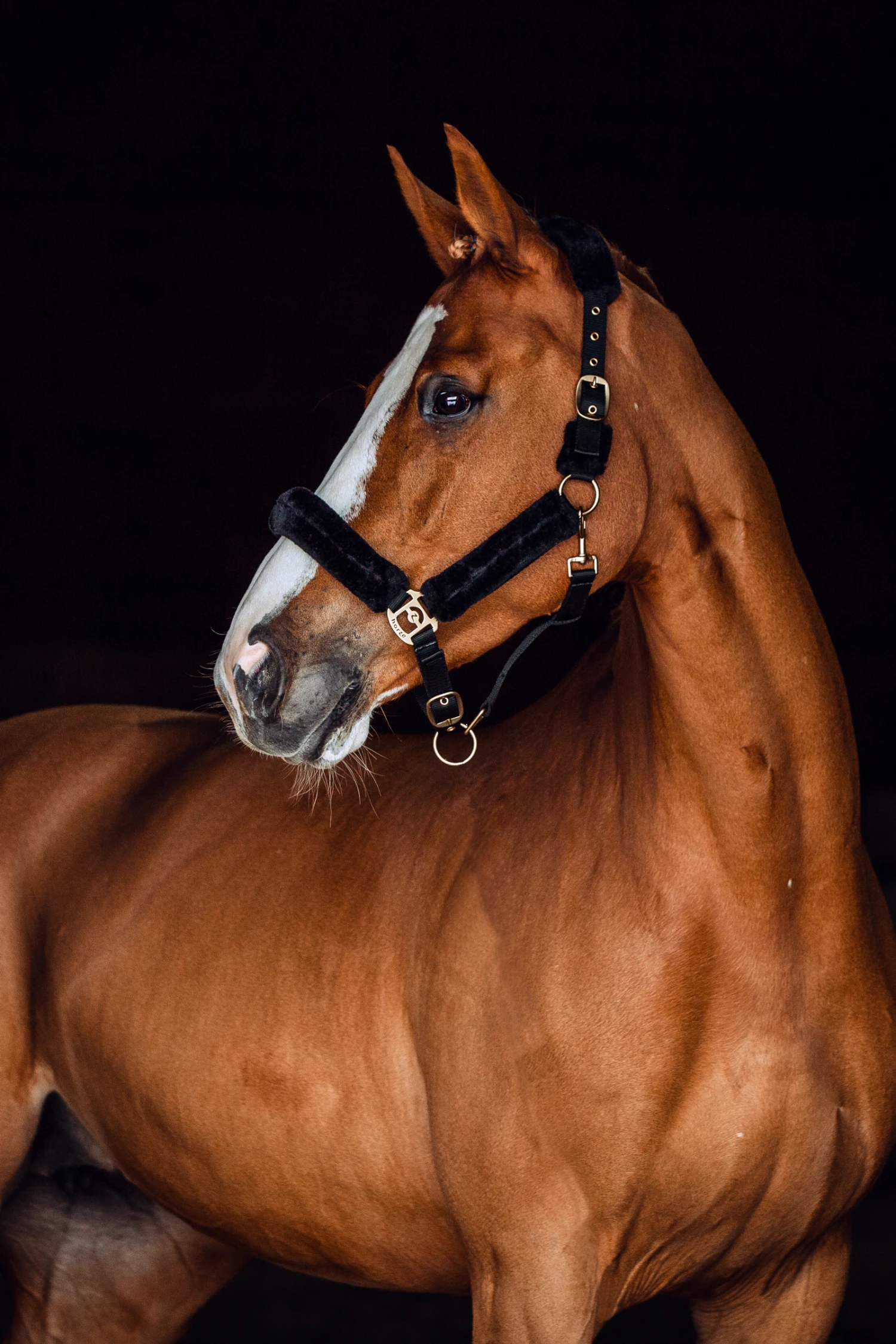 Horze Lincoln Halfter Mit Kunstfell 2 Horze Lincoln Halfter Mit Kunstfell – Bild 2