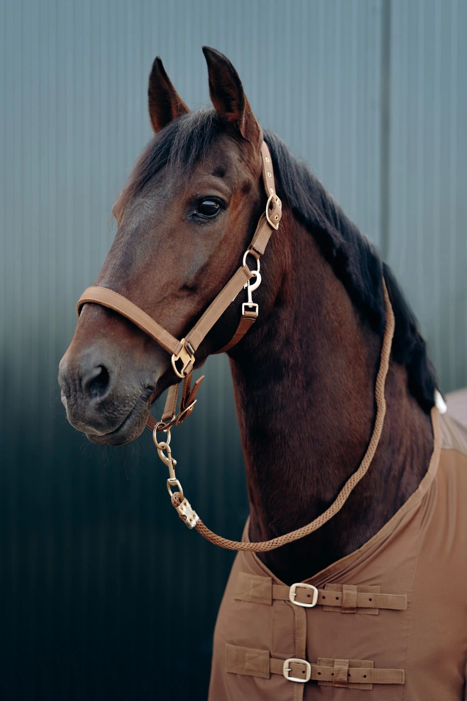 Horze Houston Halfter 2 Horze Houston Halfter – Bild 2