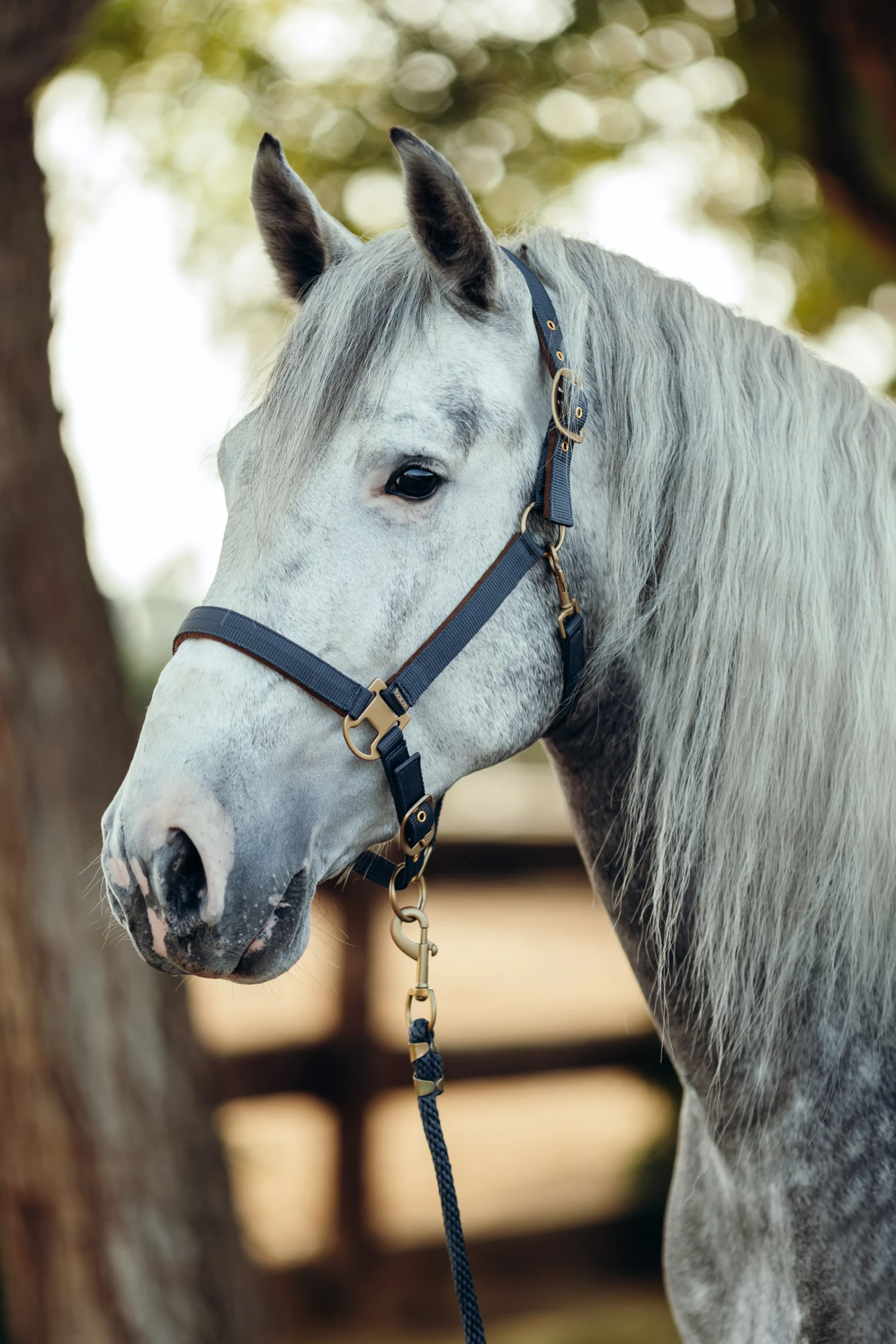 Horze Houston Halfter 4 Horze Houston Halfter – Bild 4