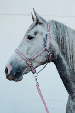 Horze Munich Halfter & Führstrick Set -Cavallo Verkäufe 22332 RTPI 2