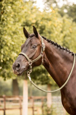 Horze Victoria Halfter 15 Horze Victoria Halfter -Cavallo Verkäufe 22340 bkgr 04