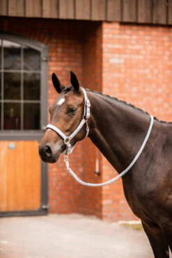 Horze Victoria Halfter 23 Horze Victoria Halfter -Cavallo Verkäufe 22340 twg 04