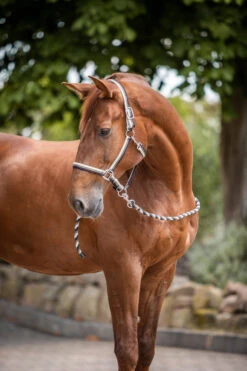 Horze Sandnes Halfter & Führstrick Set 7 Horze Sandnes Halfter & Führstrick Set -Cavallo Verkäufe 22345 VDB PBE 2