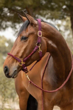 Horze Kenya Anatomisches Seilhalfter 9 Horze Kenya Anatomisches Seilhalfter -Cavallo Verkäufe 22354 251 05