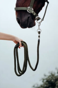 B Vertigo Hardwick Führstrick -Cavallo Verkäufe 22637 WGGR 2