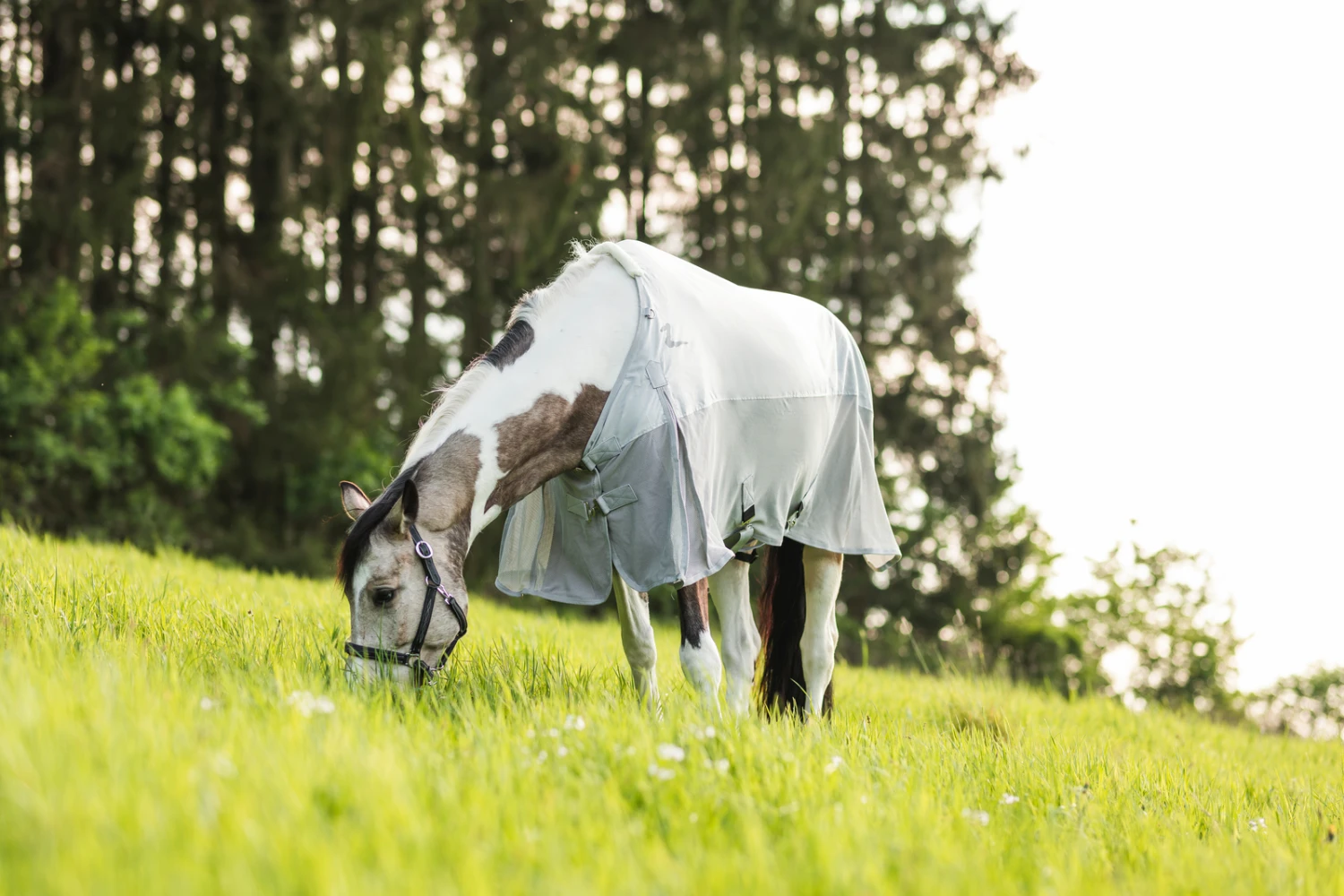 Horze Nevada Combo Regen-/Fliegendecke Mit Abnehmbarem Halsteil 9 Horze Nevada Combo Regen-/Fliegendecke Mit Abnehmbarem Halsteil – Bild 9