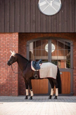 B Vertigo Amory Nierendecke -Cavallo Verkäufe 24389 WTBE 3