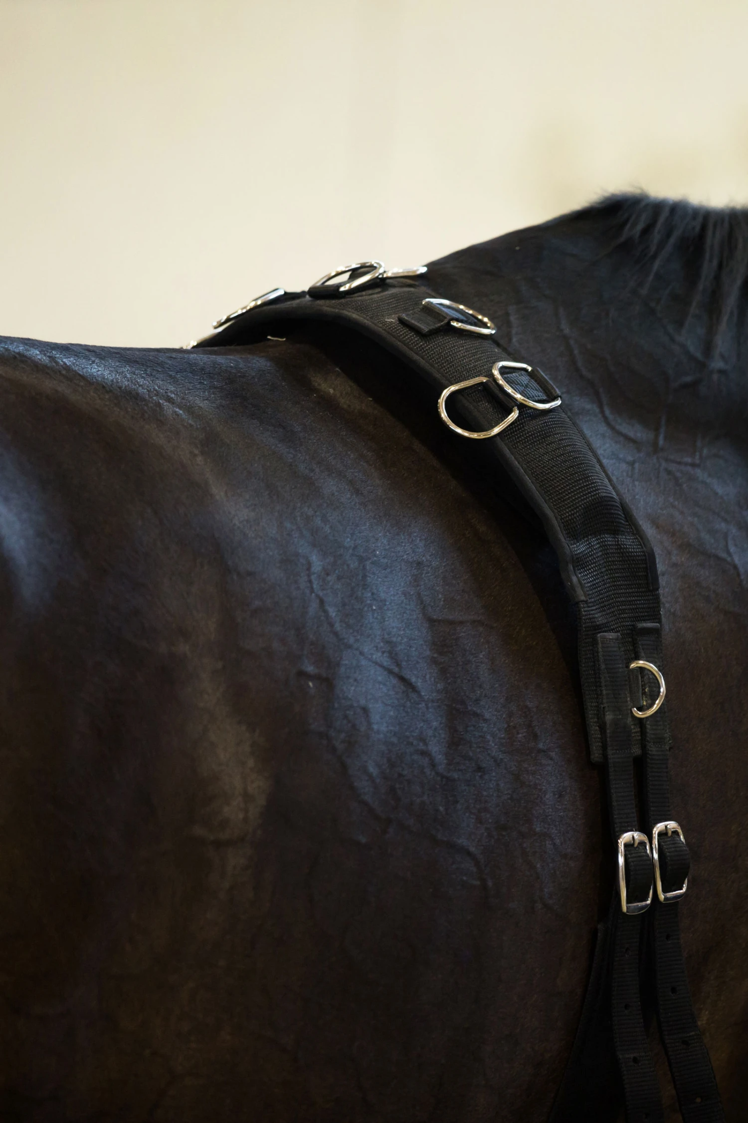 Horze Longiergurt, Nylon 2 Horze Longiergurt, Nylon – Bild 2