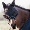 Kentucky Horsewear Fliegenmaske Slim Fit