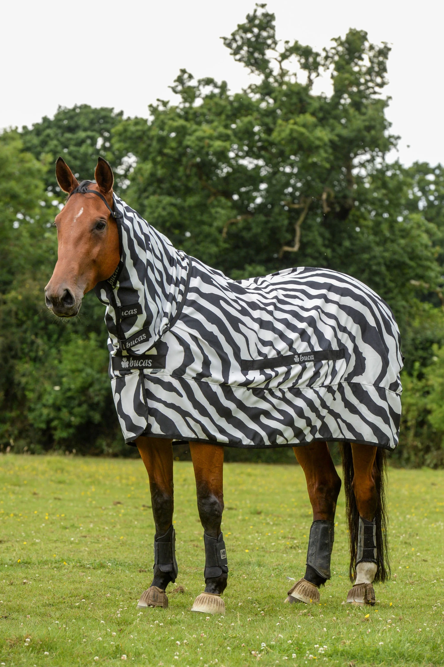 Bucas Sweet-itch Zebra Ekzemerdecke Mit Festem Halsteil 1 Bucas Sweet-itch Zebra Ekzemerdecke Mit Festem Halsteil