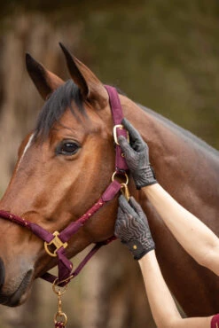 Horze Elenor Damen Mesh Reithandschuhe -Cavallo Verkäufe 31748 753 07