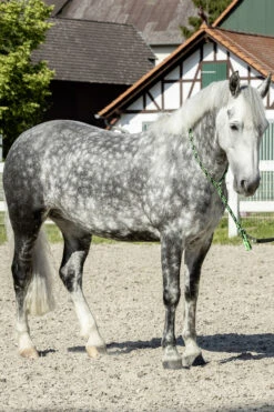 USG Halsring Soft 15 USG Halsring Soft -Cavallo Verkäufe 322868 BL GR 2