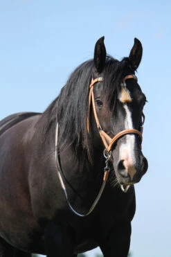 F.R.A. Shango Sidepull (System 3) Westerntrense -Cavallo Verkäufe 322924 NAT 3