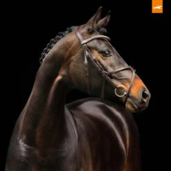 Schockemöhle Rio Select Trense -Cavallo Verkäufe 326305 DBR SI 2