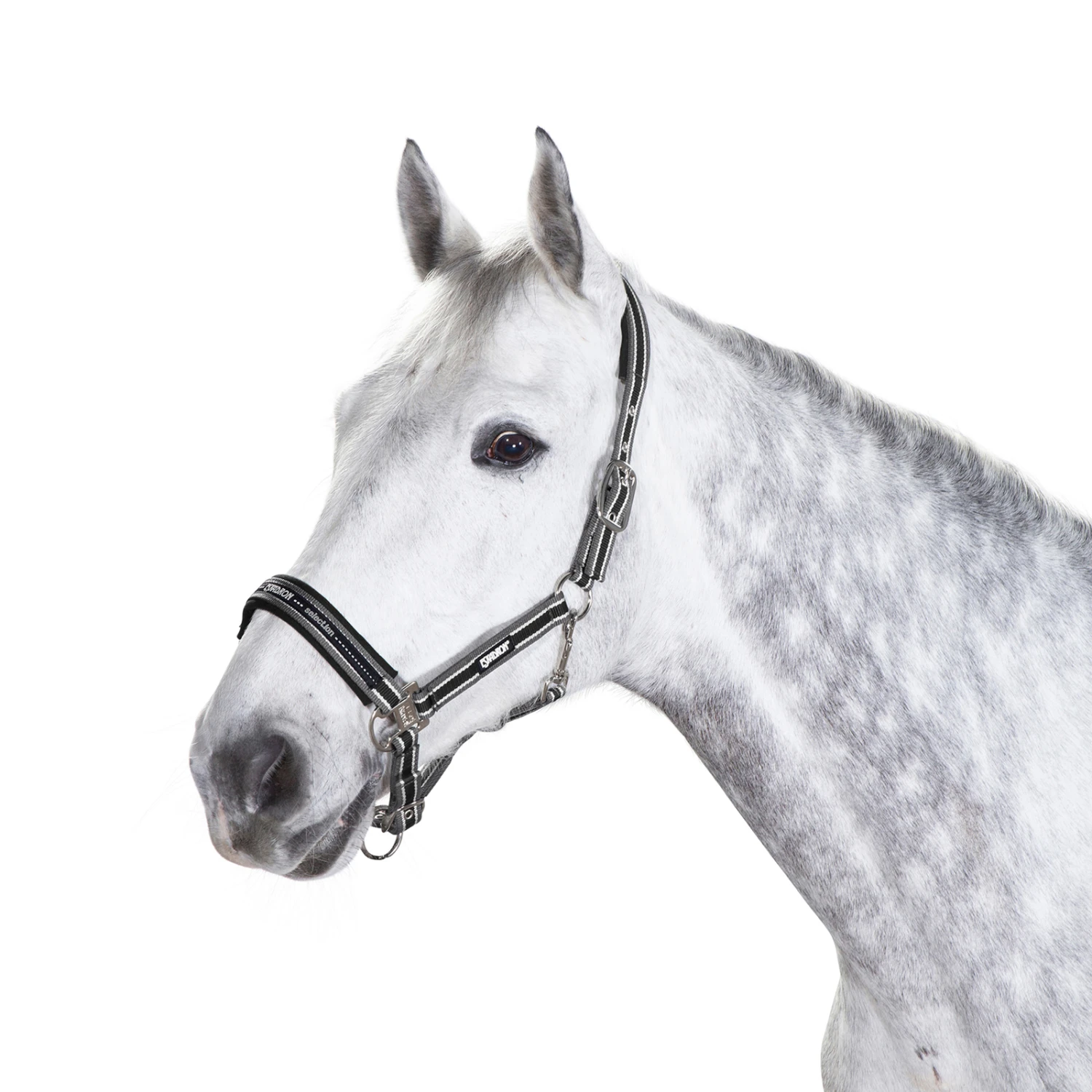 Eskadron Halfter Dornschnalle 1 Eskadron Halfter Dornschnalle