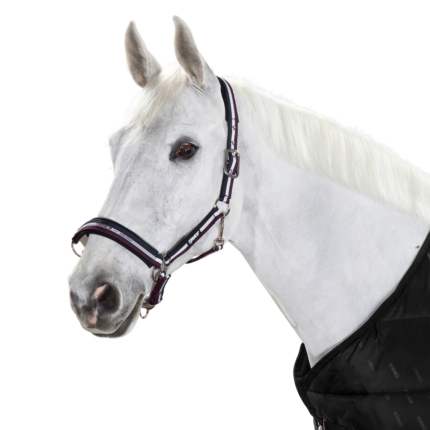 Eskadron Halfter Dornschnalle 6 Eskadron Halfter Dornschnalle – Bild 6