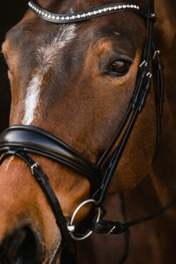 Schockemöhle Brantford Trense -Cavallo Verkäufe 335283 BL PTG 7