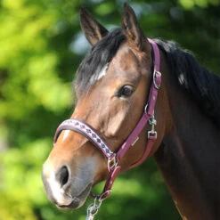 Kavalkade Classic Halfter 18 Kavalkade Classic Halfter -Cavallo Verkäufe 335662 DRE 5