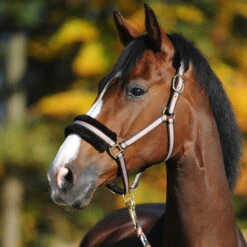 Kavalkade Gretchen Halfter -Cavallo Verkäufe 335701 BL CU G 4