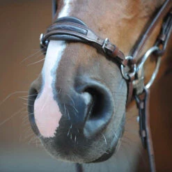 Kavalkade Levana Trense 7 Kavalkade Levana Trense -Cavallo Verkäufe 335722 BR 2