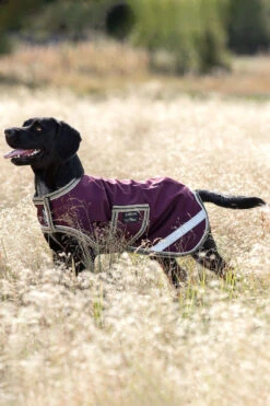 Horseware Amigo Ripstop Hundemantel, 100g -Cavallo Verkäufe 335984 FPU DB TBR 1