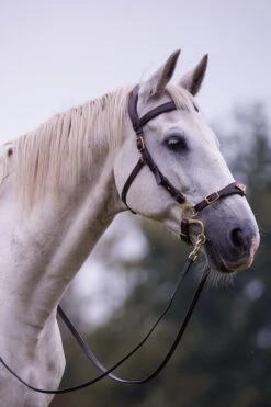 F.R.A. Imperial Hackamore Zaum, Shire -Cavallo Verkäufe 340177 BR 2