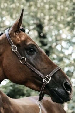 Kentucky Horsewear Flexible Lederhalfter Genickstück -Cavallo Verkäufe 341255 BR 3